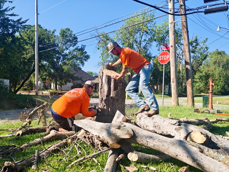 north texas tree removal service