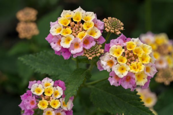 lantana lantana